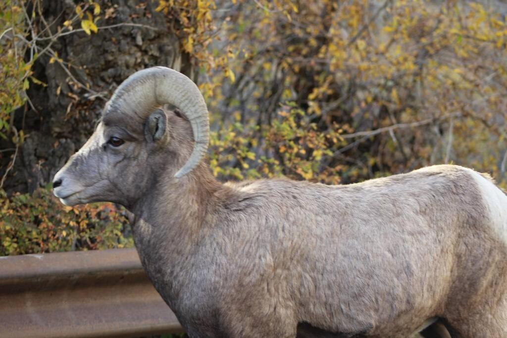 Bison Lodge - Lg Home - 2 Bedrooms - Less Than 5 Miles To Yellowstone North Entrance, Sleeps Up To 8 Gardiner Exterior foto